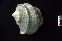 藏品(夜光蠑螺)的圖片