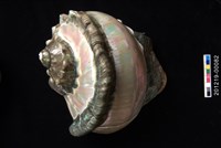 藏品(夜光蠑螺)的圖片