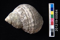 藏品(銀口蠑螺)的圖片