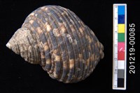 藏品(銀口蠑螺)的圖片