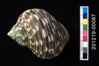 藏品(圓蠑螺)的圖片