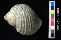 藏品(圓蠑螺)的圖片