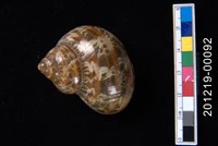 藏品(貓眼蠑螺)的圖片