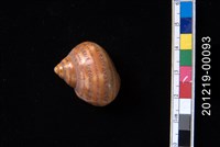 藏品(貓眼蠑螺)的圖片