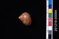 藏品(貓眼蠑螺)的圖片