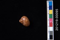 藏品(貓眼蠑螺)的圖片