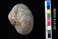 藏品(美珠螺)的圖片