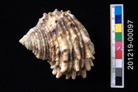 藏品(金口蠑螺)的圖片