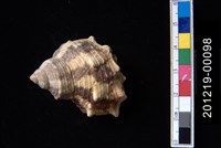 藏品(金口蠑螺)的圖片