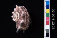 藏品(棘冠螺)的圖片