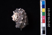 藏品(棘冠螺)的圖片