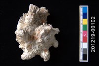 藏品(棘冠螺)的圖片