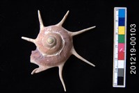 藏品(長棘星螺)的圖片