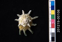 藏品(扁星螺)的圖片