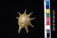 藏品(扁星螺)的圖片