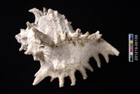 藏品(大千手螺)的圖片