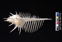 藏品(維納斯骨螺)的圖片