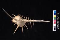 藏品(長刺骨螺)的圖片