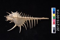 藏品(女巫骨螺)的圖片