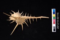 藏品(長刺骨螺)的圖片