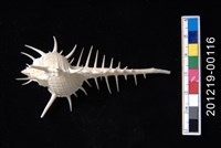 藏品(女巫骨螺)的圖片