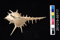 藏品(黑刺骨螺)的圖片