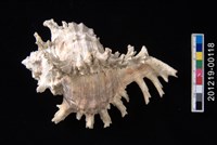 藏品(亞洲千手螺)的圖片