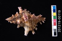 藏品(玫瑰千手螺)的圖片