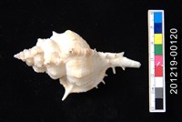 藏品(岩棘千手螺)的圖片