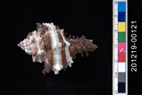 藏品(萵苣千手螺)的圖片