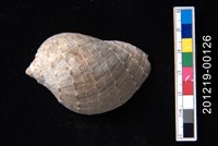 藏品(桃羅螺)的圖片