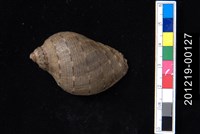 藏品(桃羅螺)的圖片