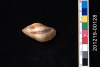 藏品(橄欖螺)的圖片