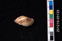 藏品(橄欖螺)的圖片