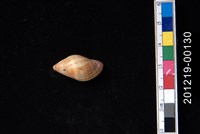 藏品(橄欖螺)的圖片