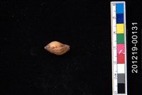 藏品(橄欖螺)的圖片