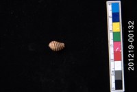 藏品(花橄欖螺)的圖片