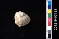 藏品(紫口岩螺)的圖片