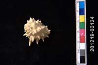 藏品(黃齒岩螺)的圖片