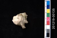 藏品(金口岩螺)的圖片