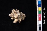 藏品(冠岩螺)的圖片