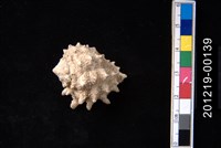 藏品(玫瑰岩螺)的圖片