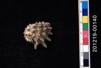 藏品(黃齒岩螺)的圖片