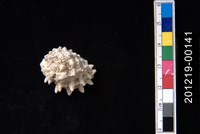 藏品(廣口岩螺)的圖片