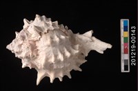 藏品(紅口骨螺)的圖片