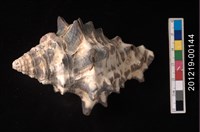 藏品(長拳螺)的圖片