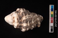 藏品(長拳螺)的圖片