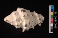 藏品(長拳螺)的圖片