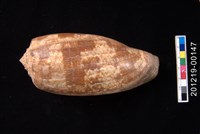 藏品(殺手芋螺)的圖片