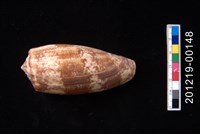 藏品(殺手芋螺)的圖片